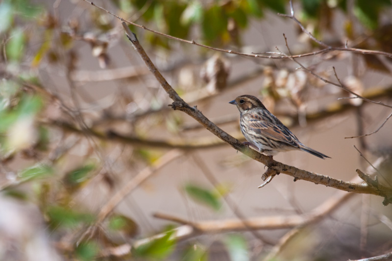 Little Bunting